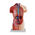 Sexless (Cinsiyetsiz) Torso Modeli 42 cm 18 Parça - Görsel 2