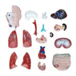 Sexless (Cinsiyetsiz) Torso Modeli 42 cm 18 Parça - Görsel 4