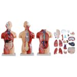 Sexless (Cinsiyetsiz) Torso Modeli 42 cm 18 Parça - Görsel 5