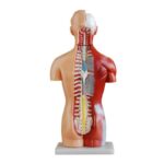 Sexless (Cinsiyetsiz) Torso Modeli 42 cm 18 Parça - Görsel 3