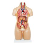 Unisex (Erkek-Kadın) Torso Modeli 55 cm 20 Parça - Görsel 2