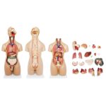 Unisex (Erkek-Kadın) Torso Modeli 55 cm 20 Parça - Görsel 5