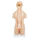Unisex (Erkek-Kadın) Torso Modeli 55 cm 20 Parça - Görsel 3