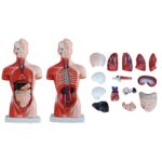 Mini Torso Modeli 26 cm 15 Parça - Görsel 4