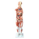 Kaslı Erkek Vücudu Modeli 80 cm 27 Parça - Görsel 2