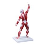 Kaslı Erkek Vücudu Modeli 50 cm 1 Parça - Görsel 2
