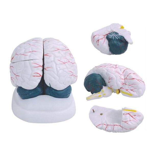 Beyin Modeli Gelişmiş 3 Parça