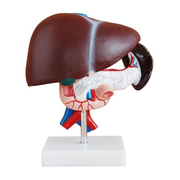 Karaciğer Pankreas ve Duodenum Modeli 3 Parça