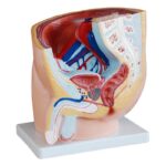 Erkek Pelvis Kesit Modeli 1 Parça