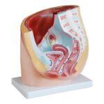 Kadın Pelvis Kesit Modeli 1 Parça