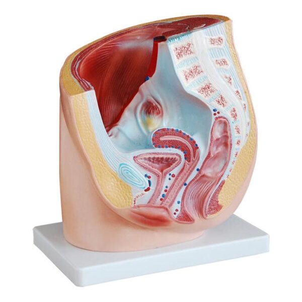 Kadın Pelvis Kesit Modeli 1 Parça