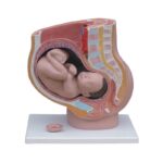 Kadın Pelvis Kesit Modeli 4 Parça