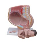 Kadın Pelvis Kesit Modeli 4 Parça - Görsel 2