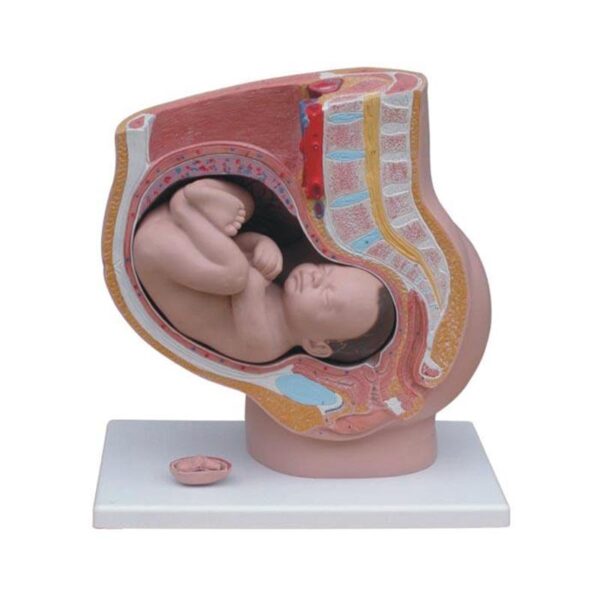 Kadın Pelvis Kesit Modeli 4 Parça