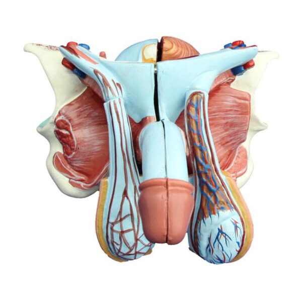 Erkek Genital Organ Modeli 5 Parça