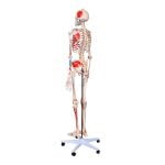 İnsan İskeleti Modeli Numaralandırılmış Kaslı ve Ligamentli 180 cm - Görsel 2