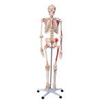 İnsan İskeleti Modeli Numaralandırılmış Kaslı ve Ligamentli 180 cm