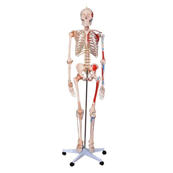 İnsan İskeleti Modeli Numaralandırılmış Kaslı ve Ligamentli 180 cm