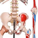 İnsan İskeleti Modeli Numaralandırılmış Kaslı ve Ligamentli 180 cm - Görsel 3