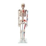 İnsan İskeleti Modeli Numaralandırılmış ve Kas Bölgeleri İşaretlenmiş 85 cm