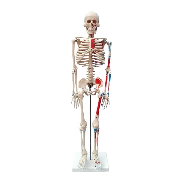 İnsan İskeleti Modeli Numaralandırılmış ve Kas Bölgeleri İşaretlenmiş 85 cm