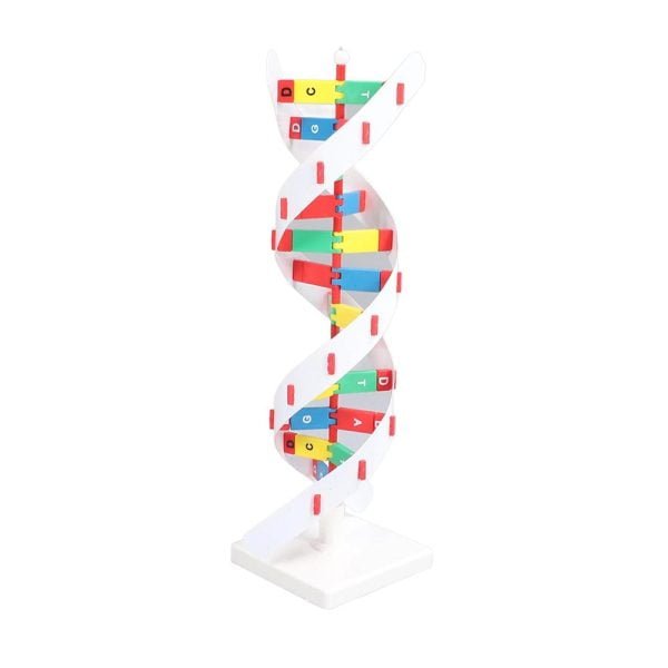 DNA Modeli