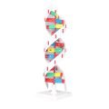 DNA Modeli - Görsel 2