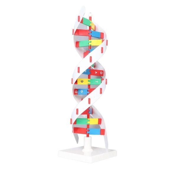 dna modeli sekli