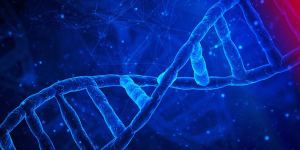 dna sarmali