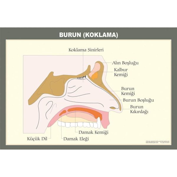 Duyu Organları - Burun Levhası 50x70 cm