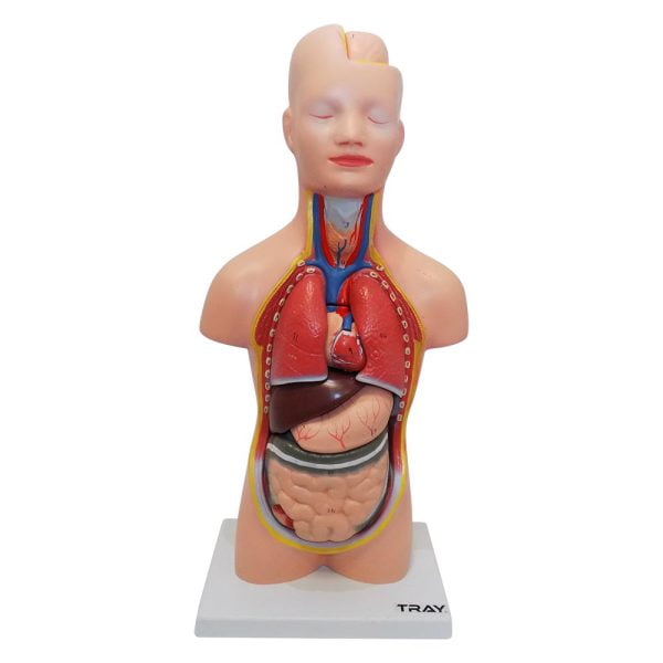 İnsan Vücudu Modeli 50 cm 8 Parça