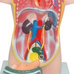 İnsan Vücudu Modeli 50 cm 8 Parça - Görsel 5