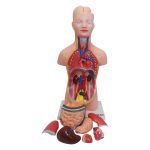İnsan Vücudu Modeli 50 cm 8 Parça - Görsel 2
