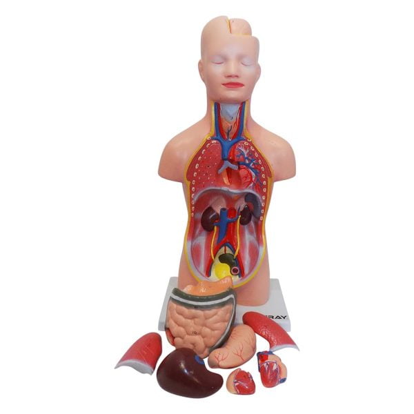 insan vucudu modeli 50 cm organli
