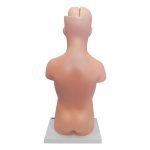 İnsan Vücudu Modeli 50 cm 8 Parça - Görsel 6