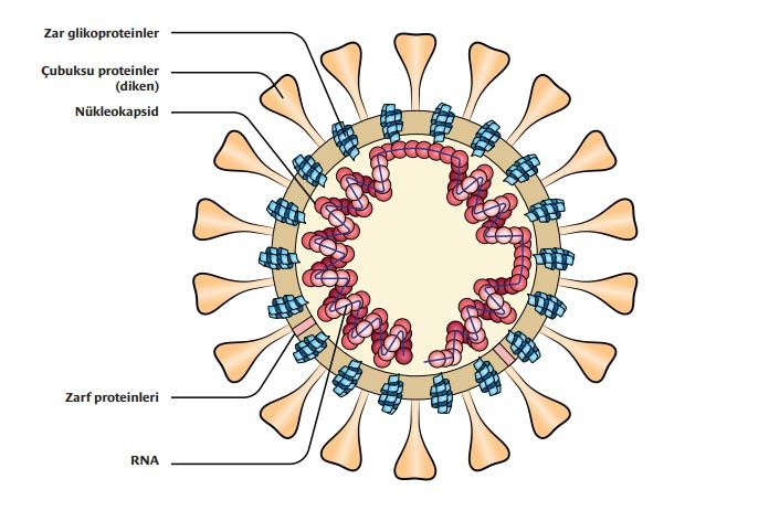 korona virus yapisi