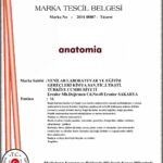 marka anatomia