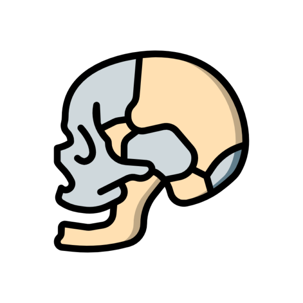 skull